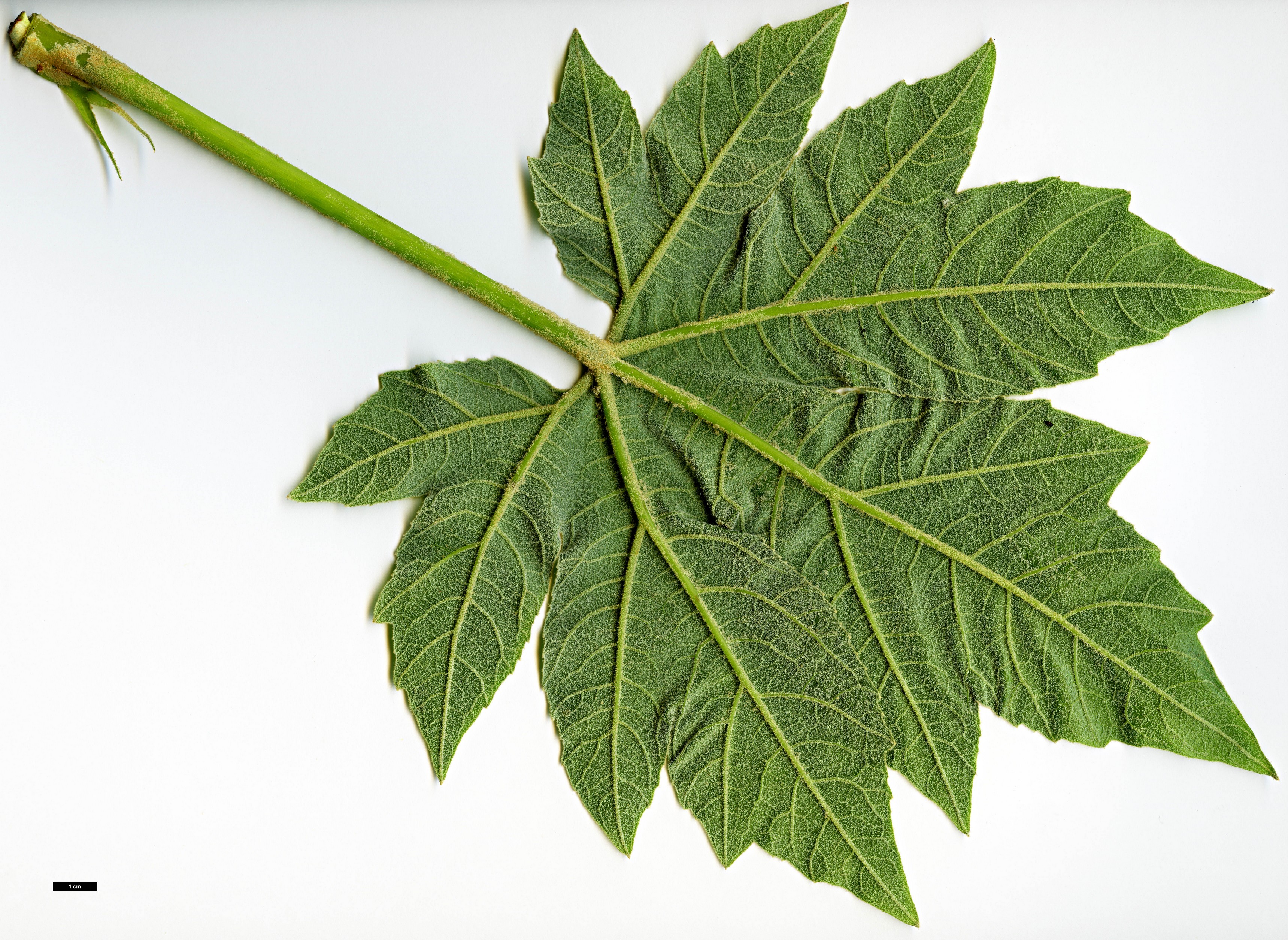 High resolution image: Family: Araliaceae - Genus: Tetrapanax - Taxon: papyrifer